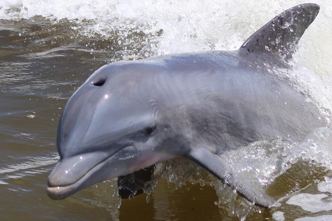 Everglades Day Safari from Ft Lauderdale - Why this Fort Lauderdale Everglades tour covers so much