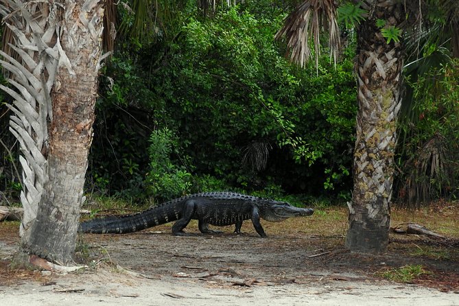 Everglades Day Safari from Ft Lauderdale - Lunch in Everglades City