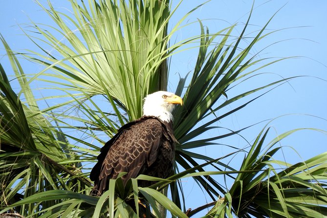 Everglades Day Safari from Ft Lauderdale - What the guides add to the day