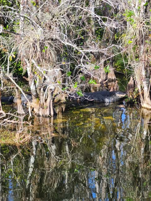 Everglades Eco Airboat Small-Group Tour & 2 Private Islands - Should you book the Everglades Eco Airboat Tour?