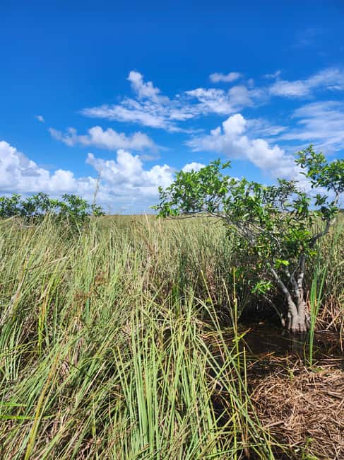 Everglades Eco Airboat Small-Group Tour & 2 Private Islands - Why the private islands change the experience