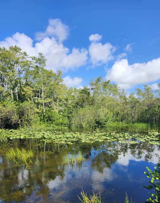 Everglades Eco Airboat Small-Group Tour & 2 Private Islands - What the one-hour airboat ride is really like