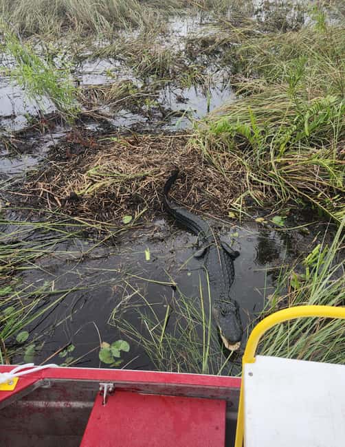 Everglades Eco Airboat Small-Group Tour & 2 Private Islands - Low water and changing airboat locations