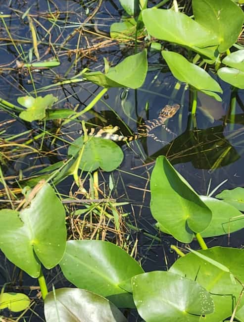 Everglades Eco Airboat Small-Group Tour & 2 Private Islands - Who should book this outing?