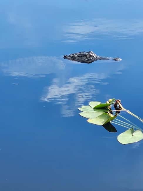 Everglades Eco Airboat Small-Group Tour & 2 Private Islands - The ride from Miami sets the tone