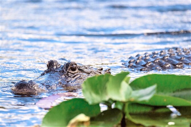 Everglades Holiday Park Airboat Tours & Rides - Wildlife sightings depend on the day