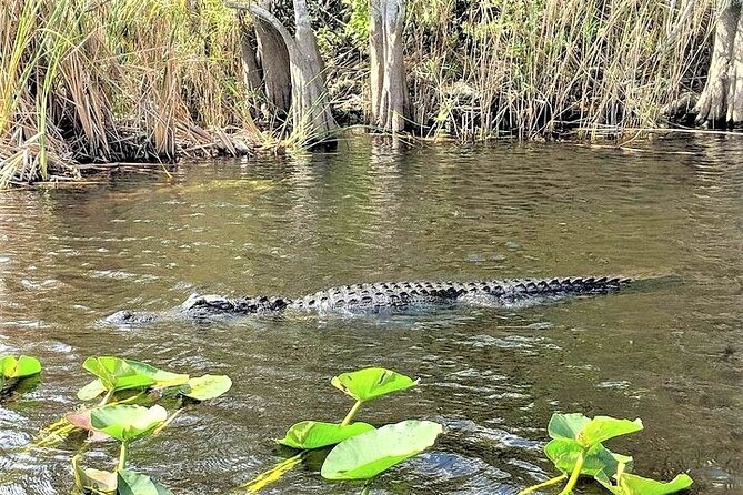 Everglades Holiday Park Airboat Tours & Rides - The Gator Boys show and animal display
