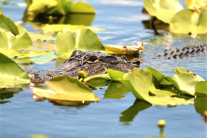 Everglades Holiday Park Airboat Tours & Rides - Small details that make the visit easier