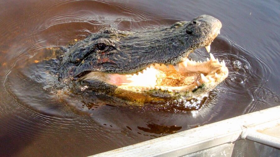 Everglades: Mangrove Maze Airboat Tour and Boardwalk - The guides who shape the outing