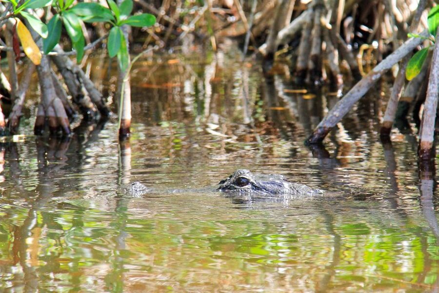 Everglades: Mangrove Maze Airboat Tour and Boardwalk - Timing, comfort, and who should book
