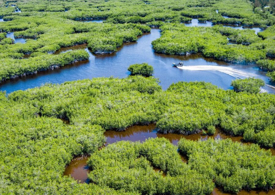 Everglades: Mangrove Maze Airboat Tour and Boardwalk - Watching for alligators, turtles, and birds