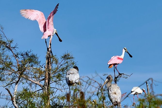 Everglades National Park Biologist Led Adventure: Cruise, Hike + Airboat - Miccosukee tree islands and the human story