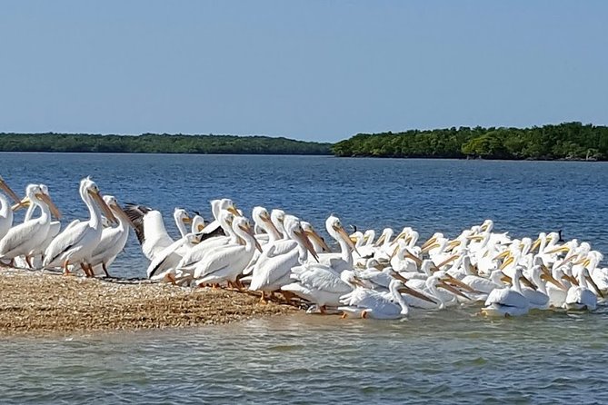 Everglades National Park Biologist Led Adventure: Cruise, Hike + Airboat - A local lunch in Chokoloskee