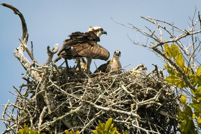 Everglades National Park Biologist Led Adventure: Cruise, Hike + Airboat - Smallwood Store and Everglades City