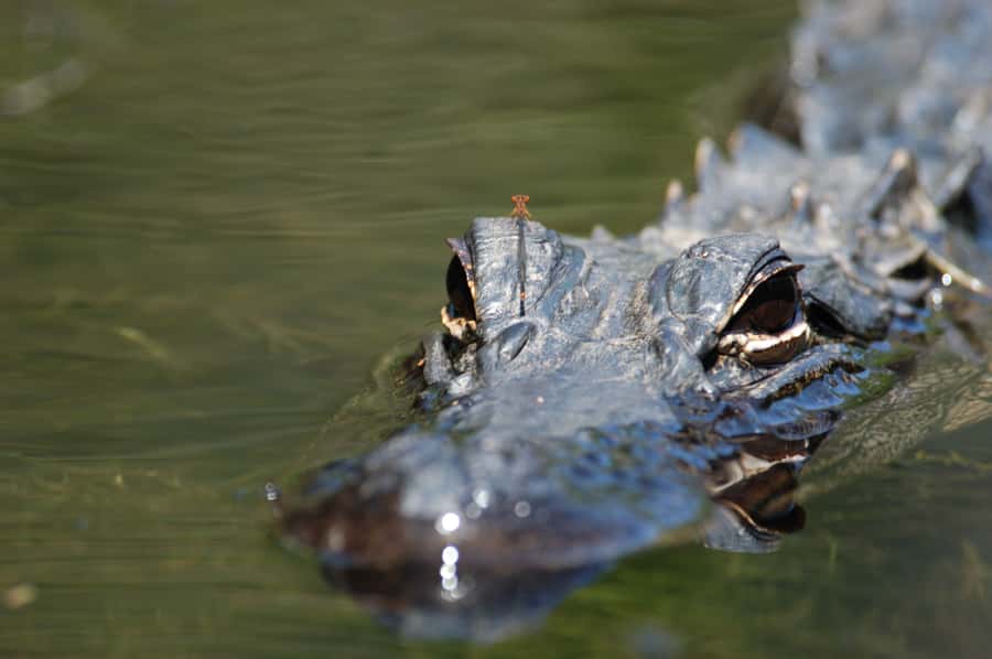 Everglades National Park: Mangrove Tunnel Kayak Eco-Tour - What makes this mangrove paddle worth your time