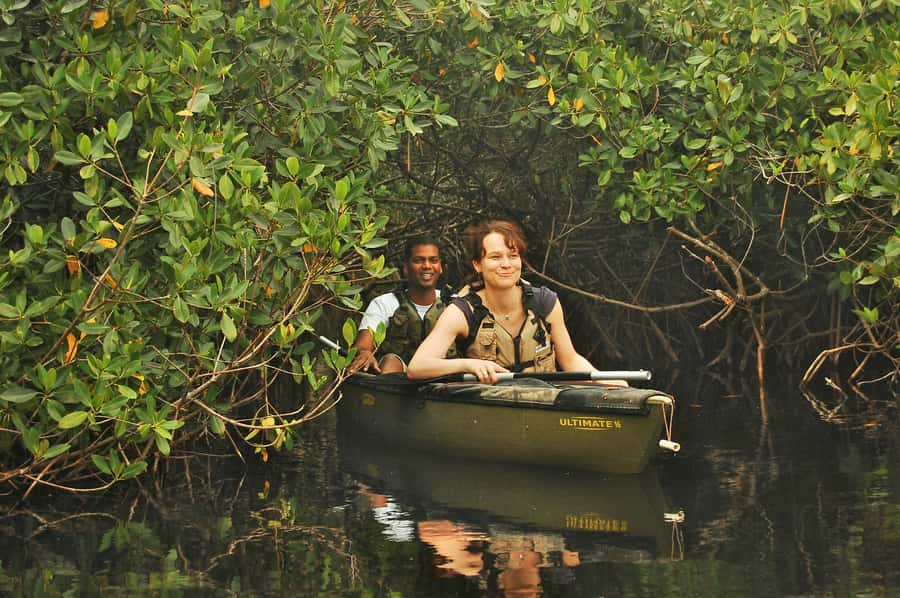 Everglades National Park: Mangrove Tunnel Kayak Eco-Tour - Wildlife at water level