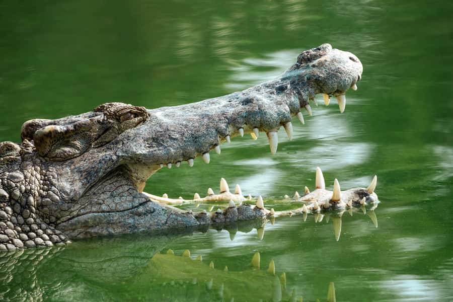 Everglades National Park: Mangrove Tunnel Kayak Eco-Tour - Heat, mosquitoes, and what to bring