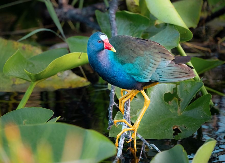 Everglades National Park: Mangrove Tunnel Kayak Eco-Tour - Booking details that matter