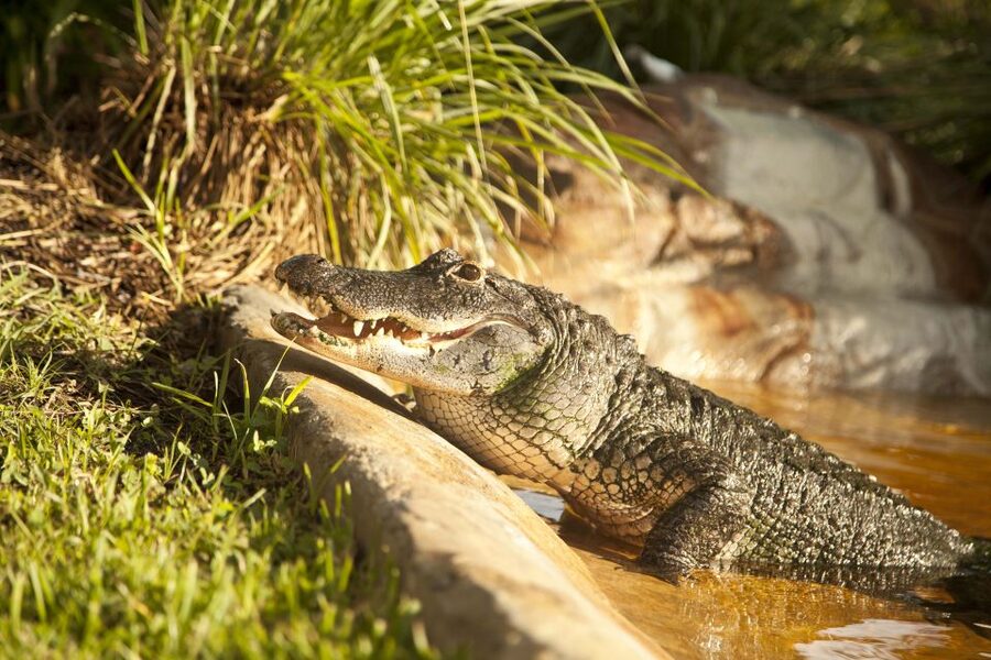 Everglades: Sawgrass Park Day Time Airboat Tour & Exhibits - Price and what the $33 includes