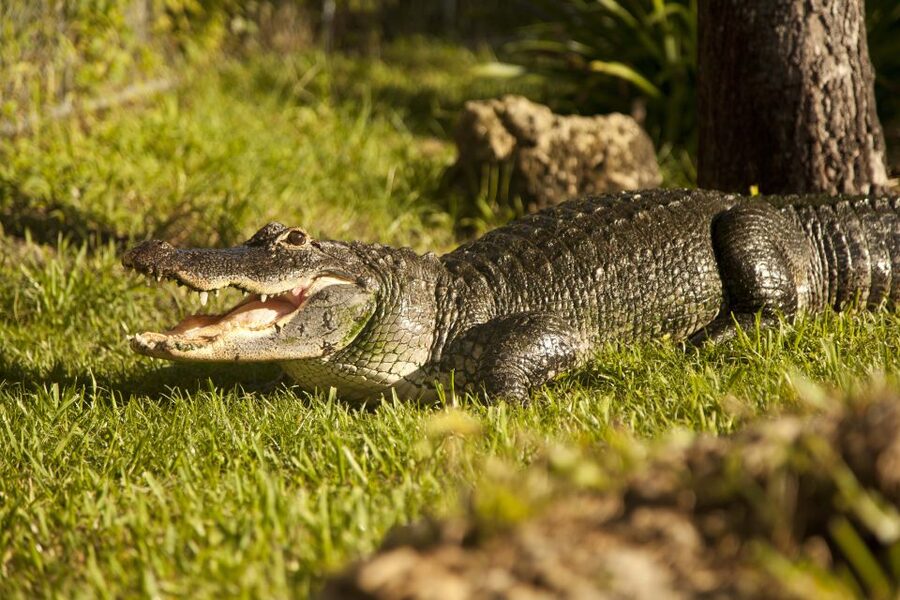 Everglades: Sawgrass Park Day Time Airboat Tour & Exhibits - Should you book it?