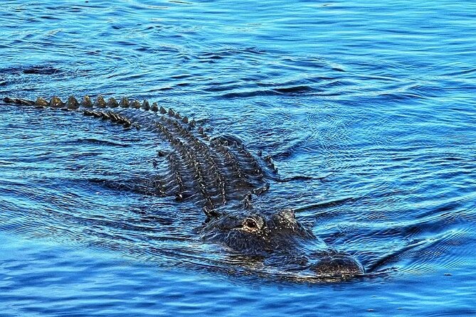Everglades Small-Group Tour from Miami with Transportation - A fast route from Miami to the sawgrass