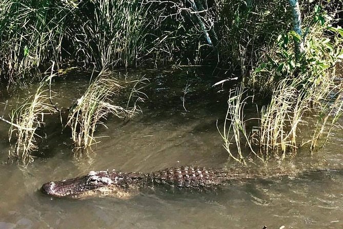 Everglades Small-Group Tour from Miami with Transportation - Should you book it?