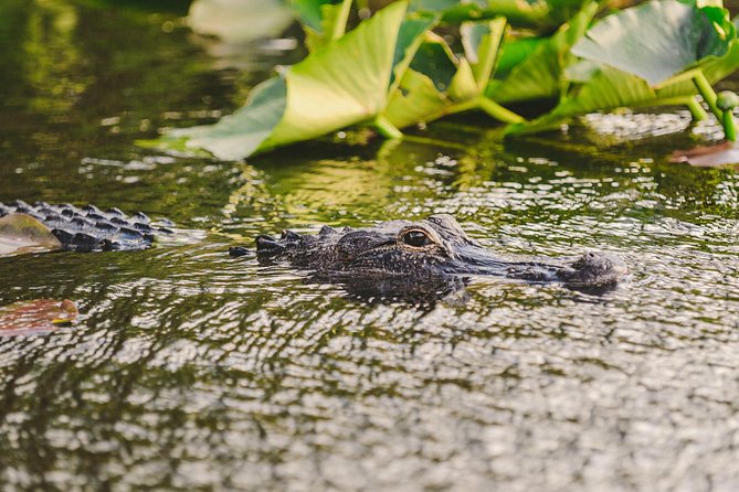 Everglades VIP Airboat Tour with Transportation Included - Is $65 a Good Value?