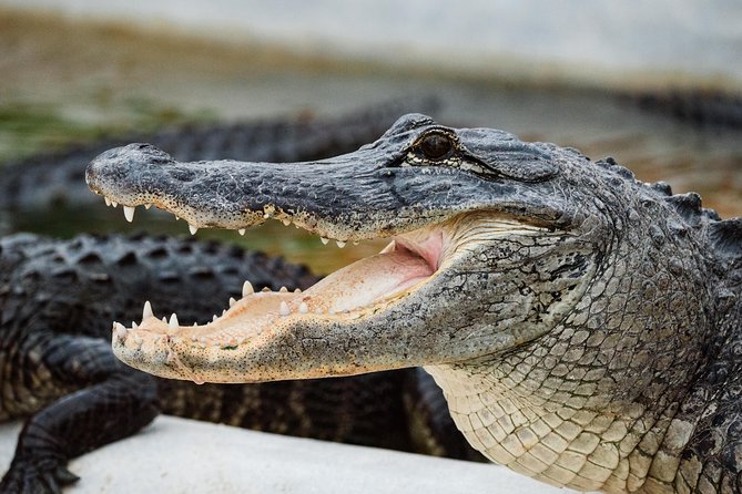 Everglades VIP Airboat Tour with Transportation Included - Who Should Choose This Tour