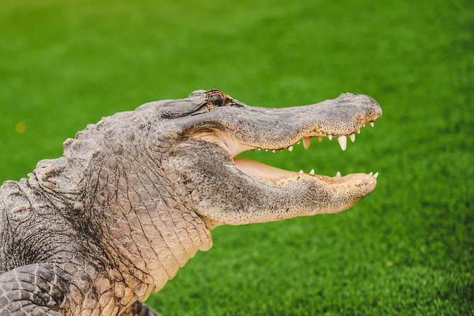 Everglades VIP Airboat Tour with Transportation Included - What You May See Along the Water