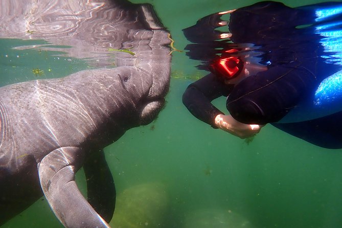Exclusive Small Group VIP Heated Manatee Snorkel Tour - The Guides Add More Than Animal Facts