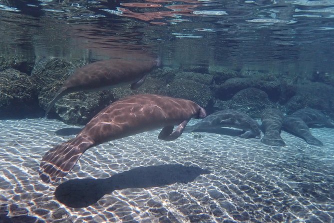 Exclusive Small Group VIP Heated Manatee Snorkel Tour - Photos, Snacks, and the Real Value of the Price