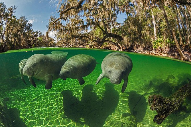 Exclusive Small Group VIP Heated Manatee Snorkel Tour - Finding the Right Spot in Kings Bay