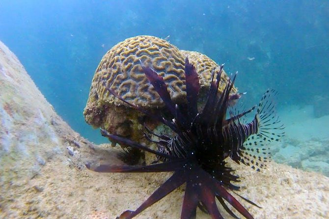 First-Time Scuba Diving in Honolulu + Free Videos - Weather, visibility, and realistic expectations