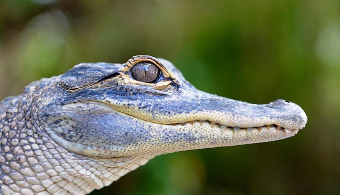 Florida Everglades Airboat Tour and Wild Florida Admission with Optional Lunch - Who will enjoy this most