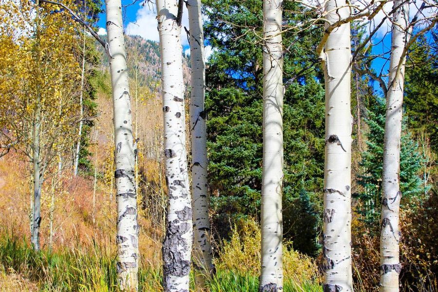 From Denver: Red Rocks, Evergreen, and Echo Lake Tour - Evergreen gives you 40 minutes to slow down