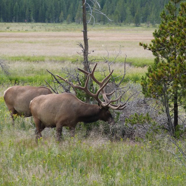 From Jackson: Half-Day Grand Teton National Park Tour - The limits of a half-day route