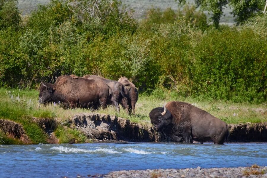 From Jackson: Half-Day Grand Teton National Park Tour - Moose Junction and the road north