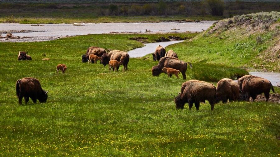 From Jackson: Half-Day Grand Teton National Park Tour - Oxbow Bend, Willow Flats, and the wildlife watch