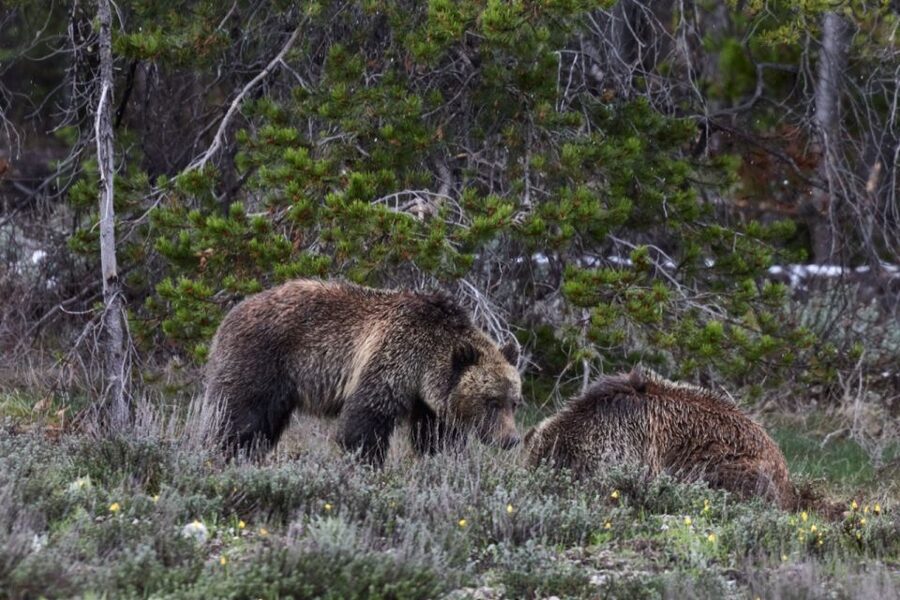From Jackson: Half-Day Grand Teton National Park Tour - Jackson Lake and Signal Mountain views