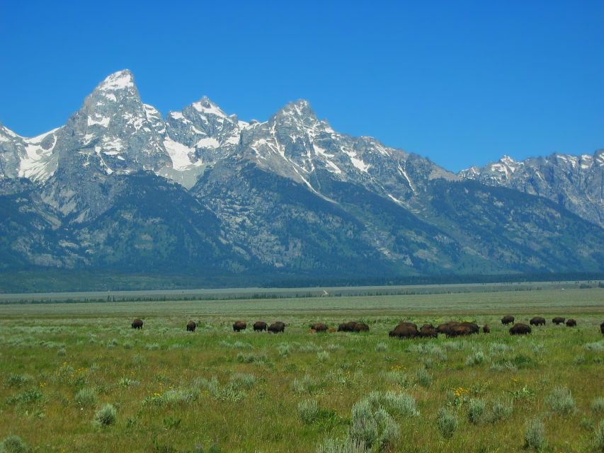 From Jackson: Half-Day Grand Teton National Park Tour - Timing, comfort, and who will like this tour