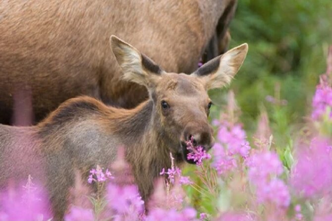 From Jackson Hole: Yellowstone Old Faithful, Waterfalls and Wildlife Day Tour - Why this Jackson Hole to Yellowstone route works