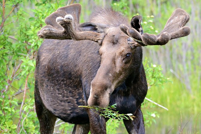 From Jackson Hole: Yellowstone Old Faithful, Waterfalls and Wildlife Day Tour - Yellowstone Lake and Hayden Valley wildlife