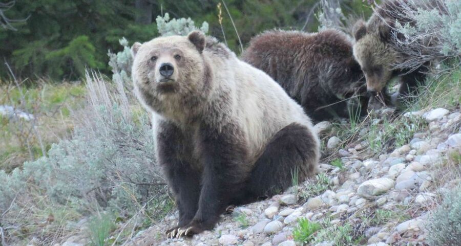 From Jackson: Yellowstone Day Tour Including Entrance Fee - Key points at a glance