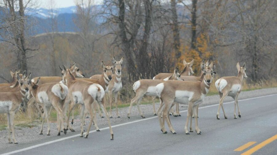 From Jackson: Yellowstone Day Tour Including Entrance Fee - Hayden Valley and the search for wildlife