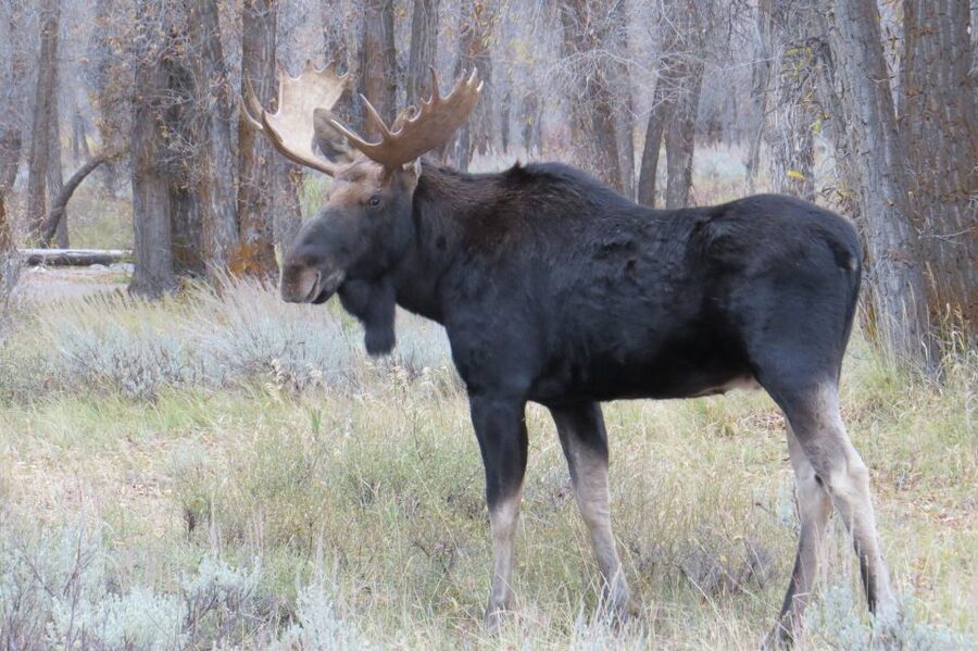 From Jackson: Yellowstone Day Tour Including Entrance Fee - Yellowstone Lake and the long middle stretch