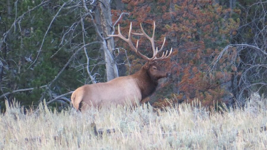 From Jackson: Yellowstone Day Tour Including Entrance Fee - The Grand Canyon and the Lower Falls