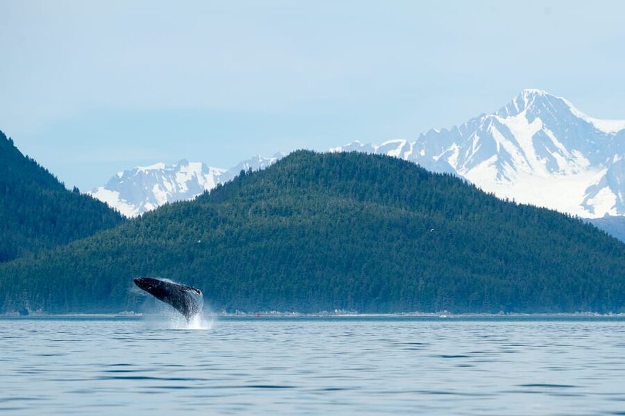 From Juneau: Whale Watching Cruise with Snacks - Two hours through Favorite Channel and Stephens Passage