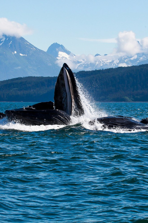 From Juneau: Whale Watching Cruise with Snacks - More than whales: sea lions, porpoises, and shore wildlife