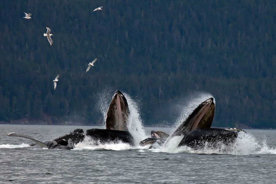 From Juneau: Whale Watching Cruise with Snacks - Guides who make the short cruise count