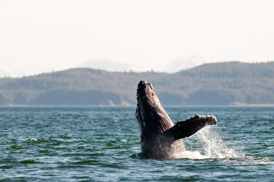 From Juneau: Whale Watching Cruise with Snacks - Who will enjoy this Juneau excursion most